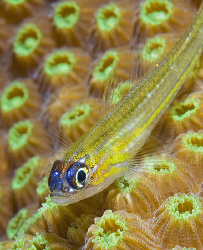 Peppermint Goby in Bonaire. Nikon D200 with 105mm lens.  by Jim Chambers 